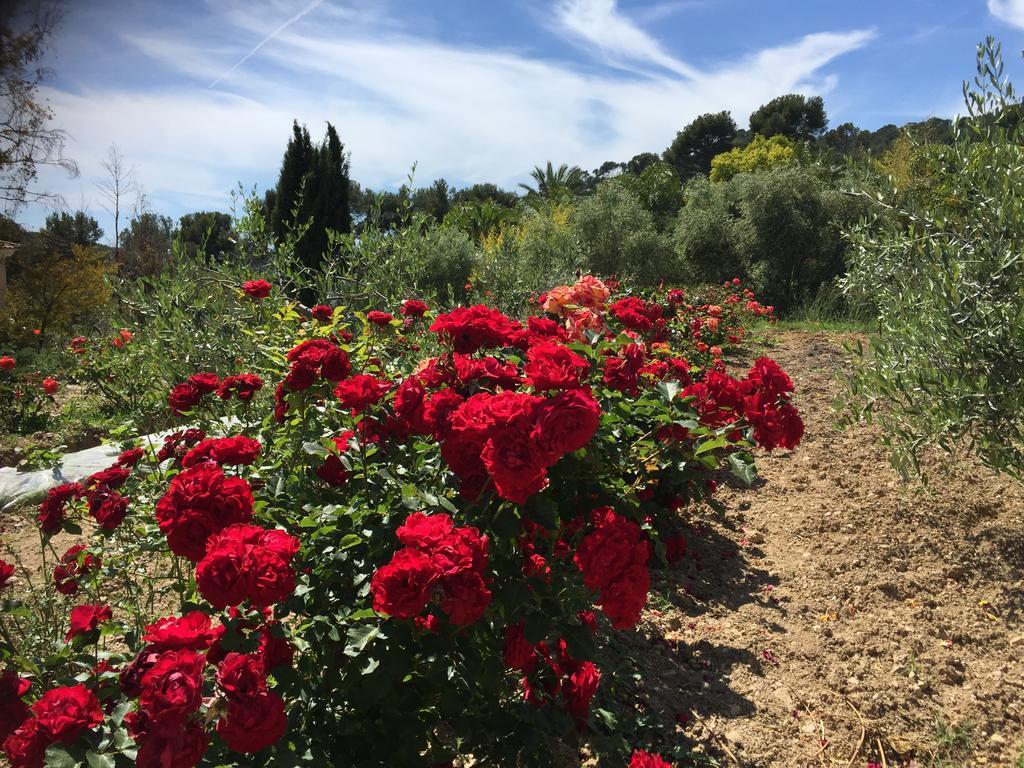 Le Clos De La Chevre Sud La Cadiere-d'Azur Buitenkant foto